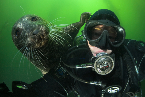 Harbor seal, Phoca vitulina, Divers